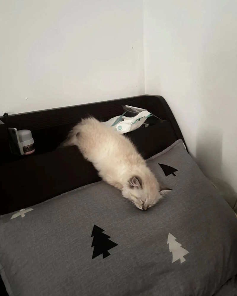 妹仔