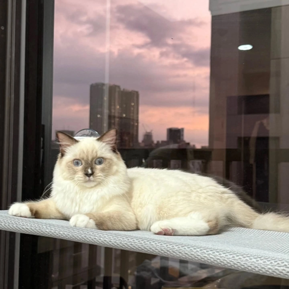 伽瑪
