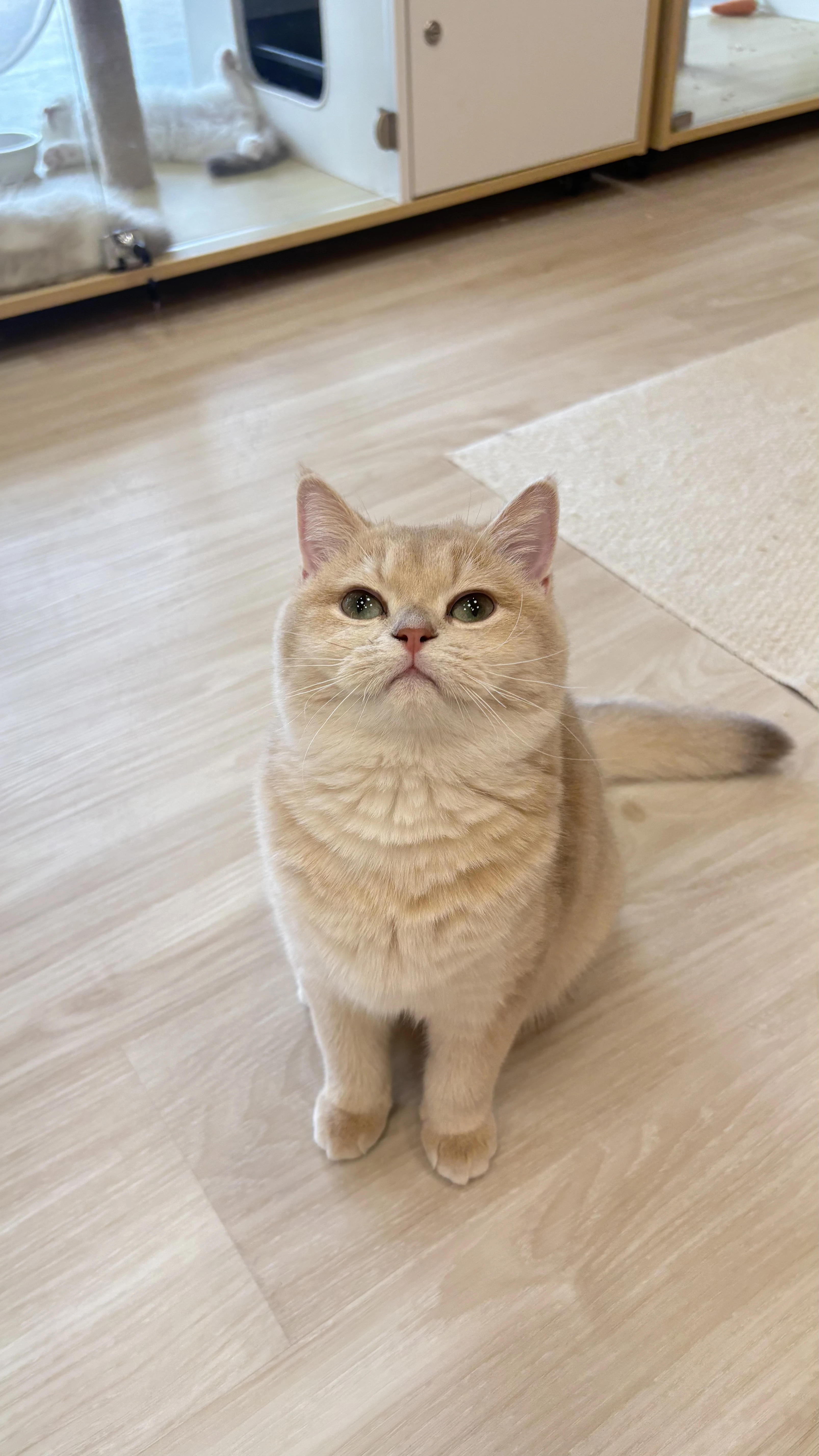 英國短毛貓