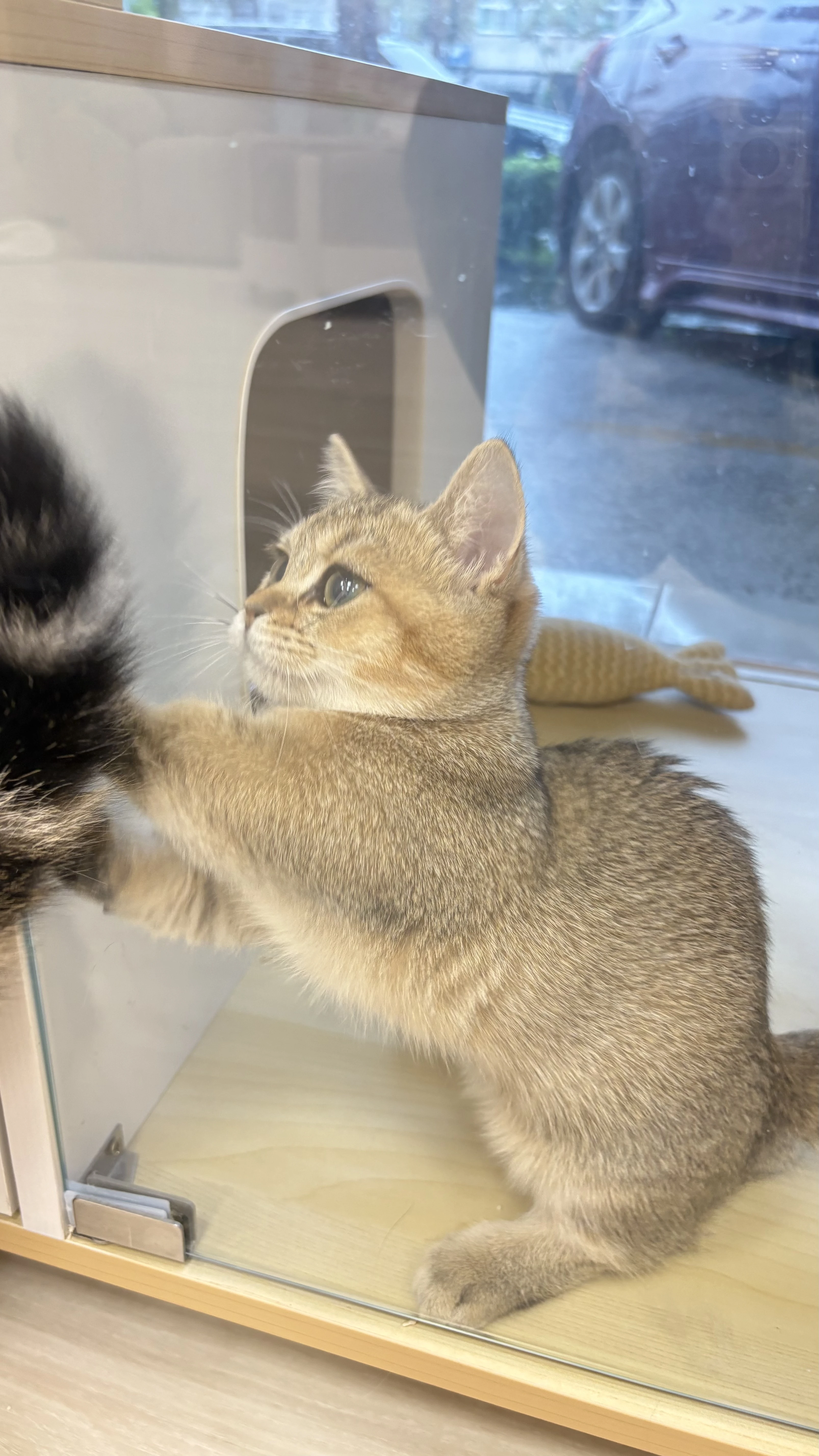 黑金漸層曼赤肯