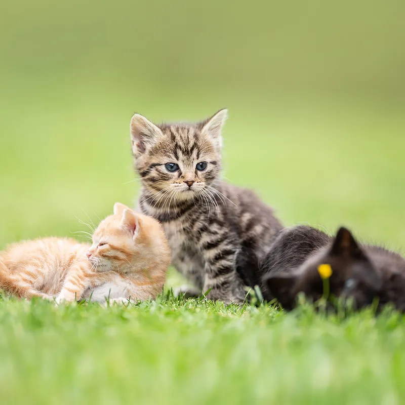 安居樂貓，不只是提供住宿， 而是用心陪伴、細細記錄牠在這裡的每一段時光。