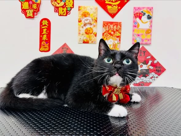 貓咪美容