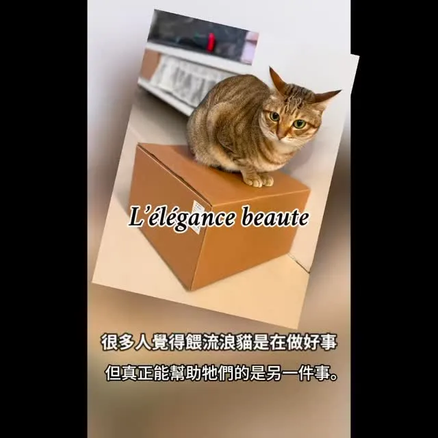 ⚠️ 很多人在餵流浪貓，但其實可能害了牠們…