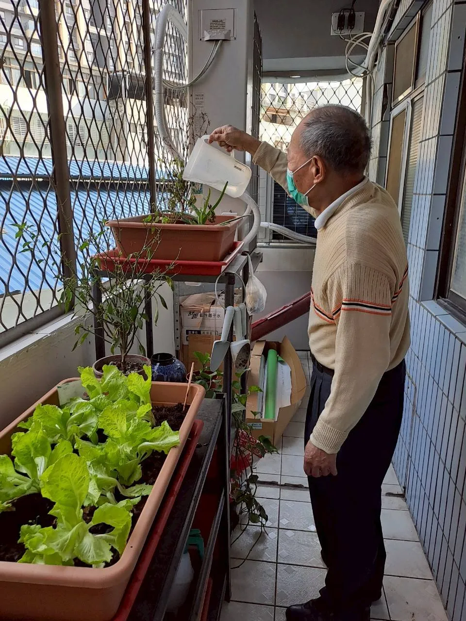 你有在自己的陽台中過菜嗎？