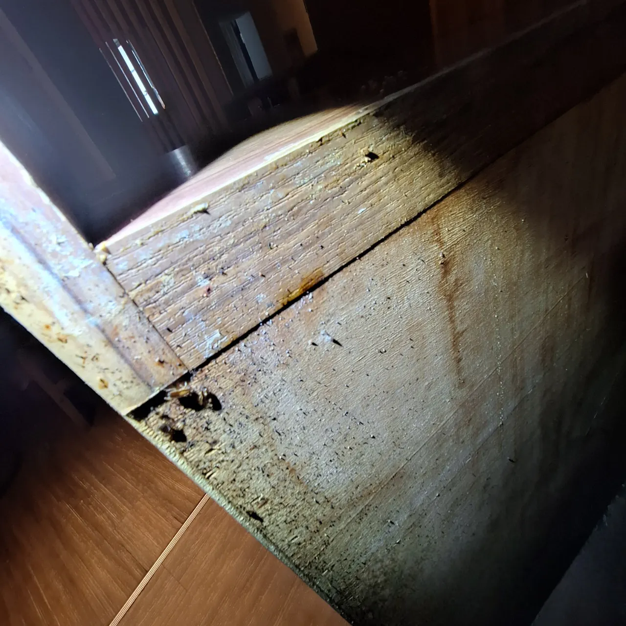 解決德國蟑螂長期氾濫問題 | 利安驅蟲-南部專業除蟲公司、台南除蟲公司推薦