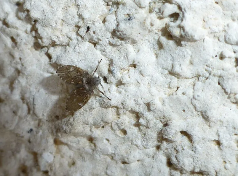 【專業深度解析】大蒼蠅2-解析隱藏的孳生源與防治盲點