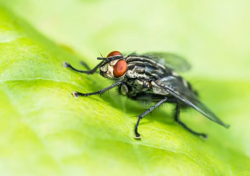 【專業防治】大蒼蠅1-在室內的隱藏孳生源
