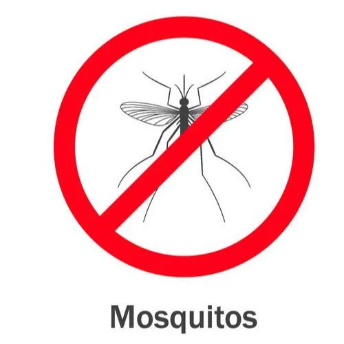 蚊子防治怎麼處理？