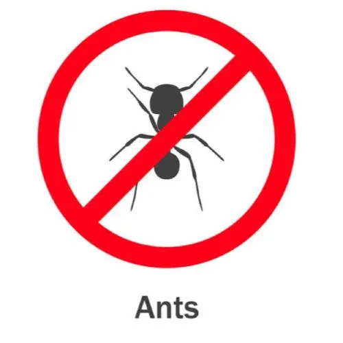 螞蟻防治怎麼根除？