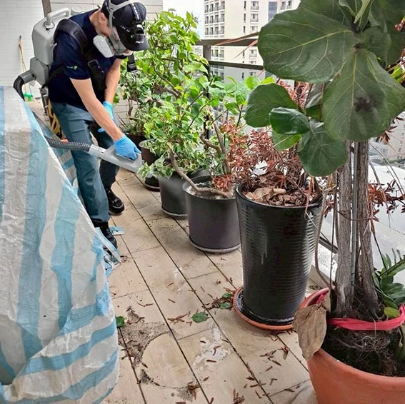 中西區除白蟻