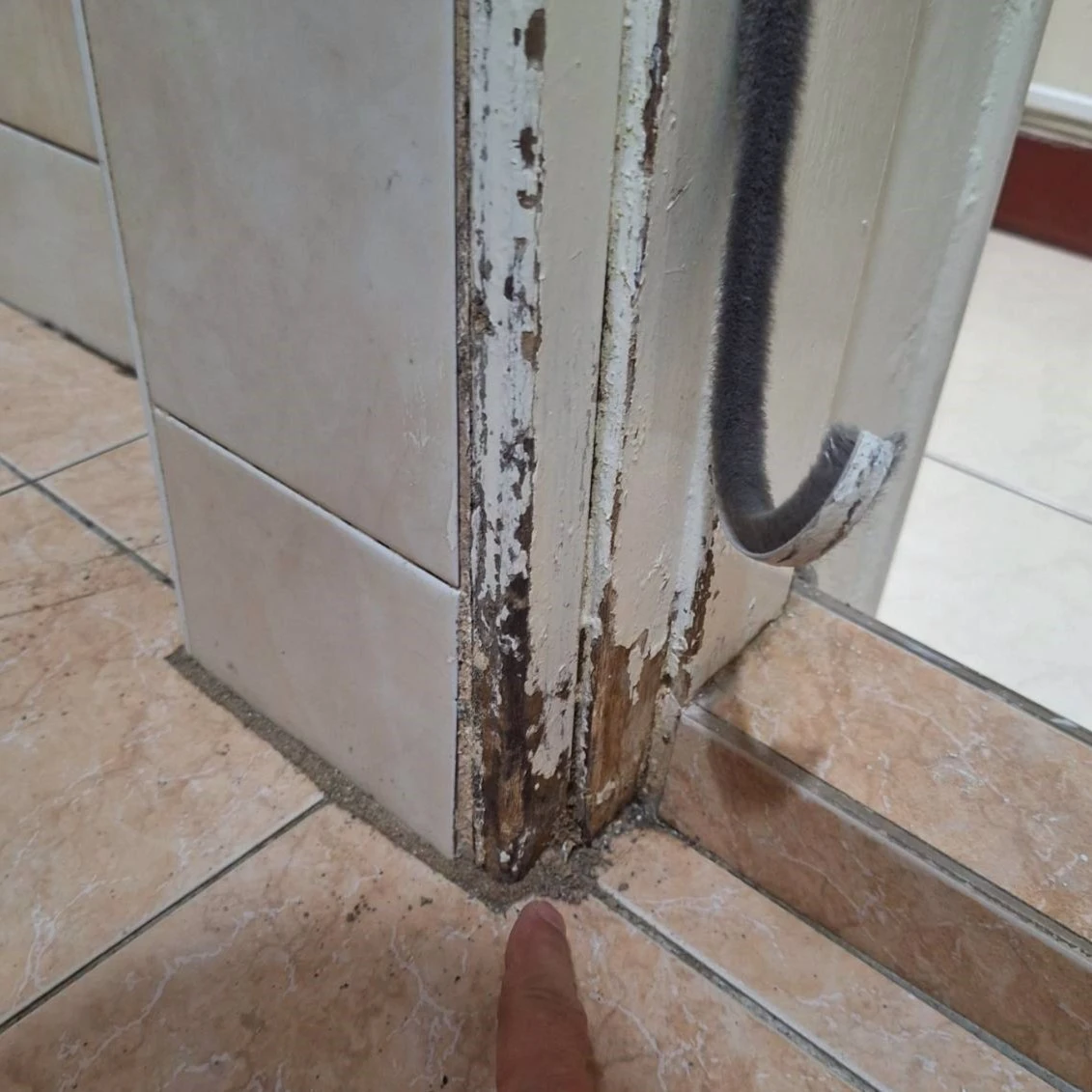 永康區除白蟻
