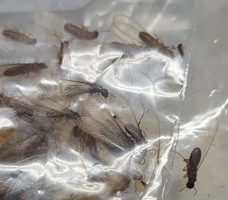 白蟻防治