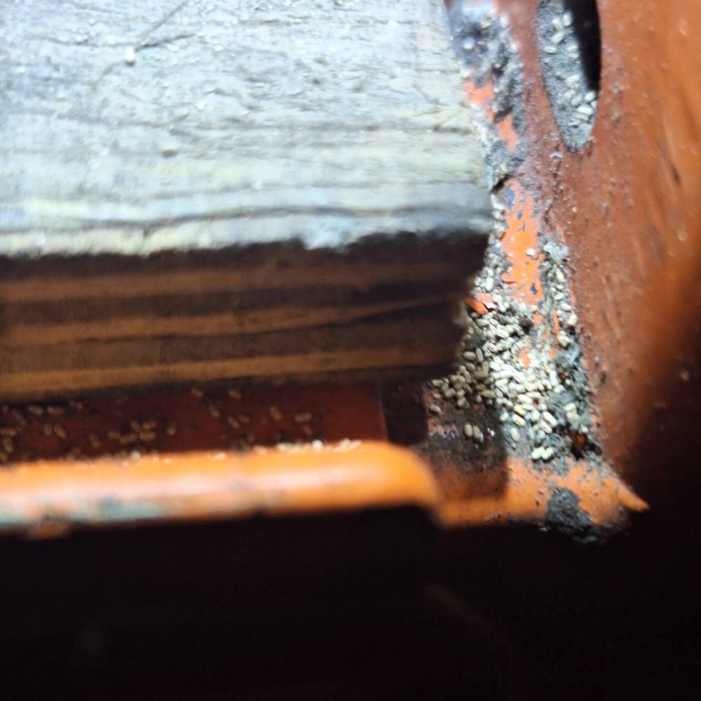 工廠倉庫白蟻危害