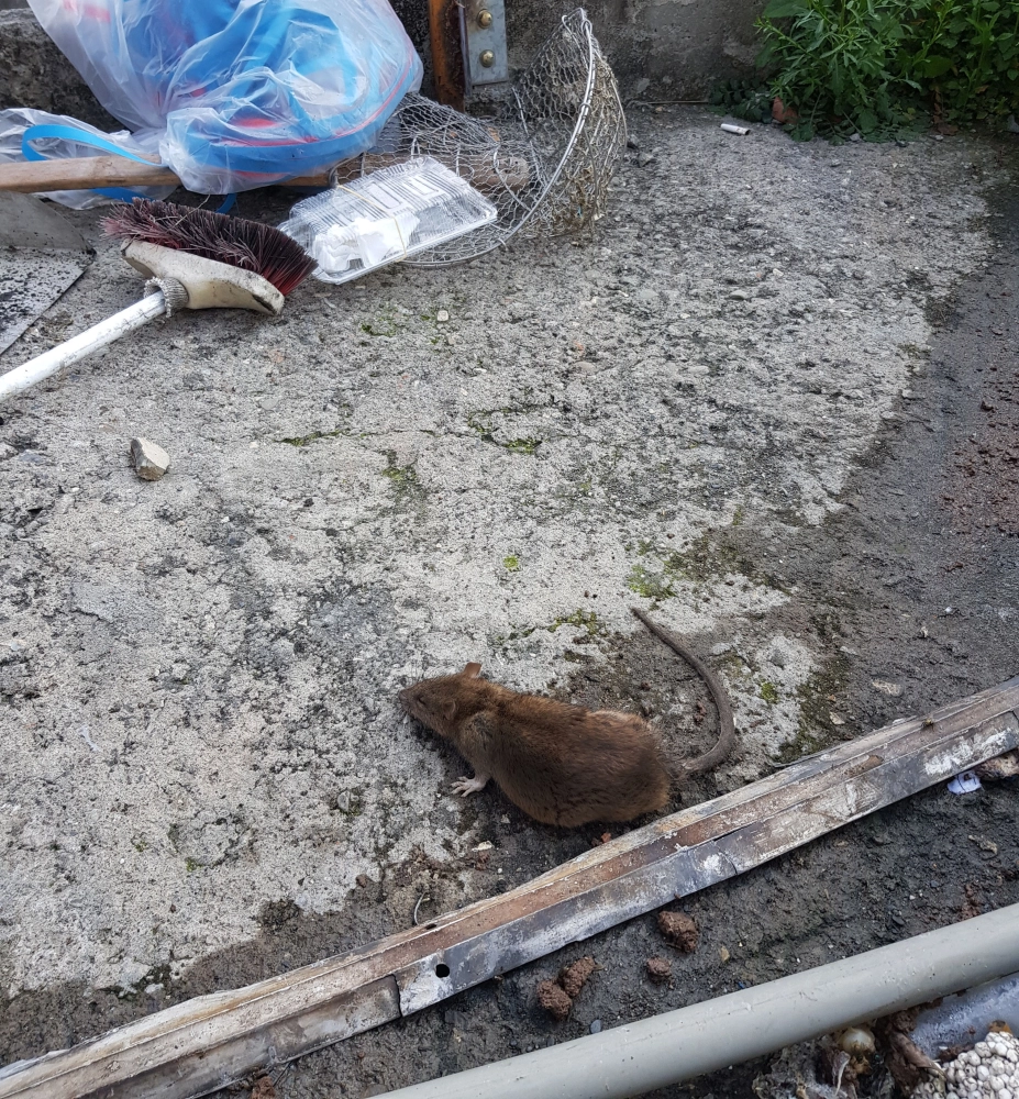 工廠滅鼠