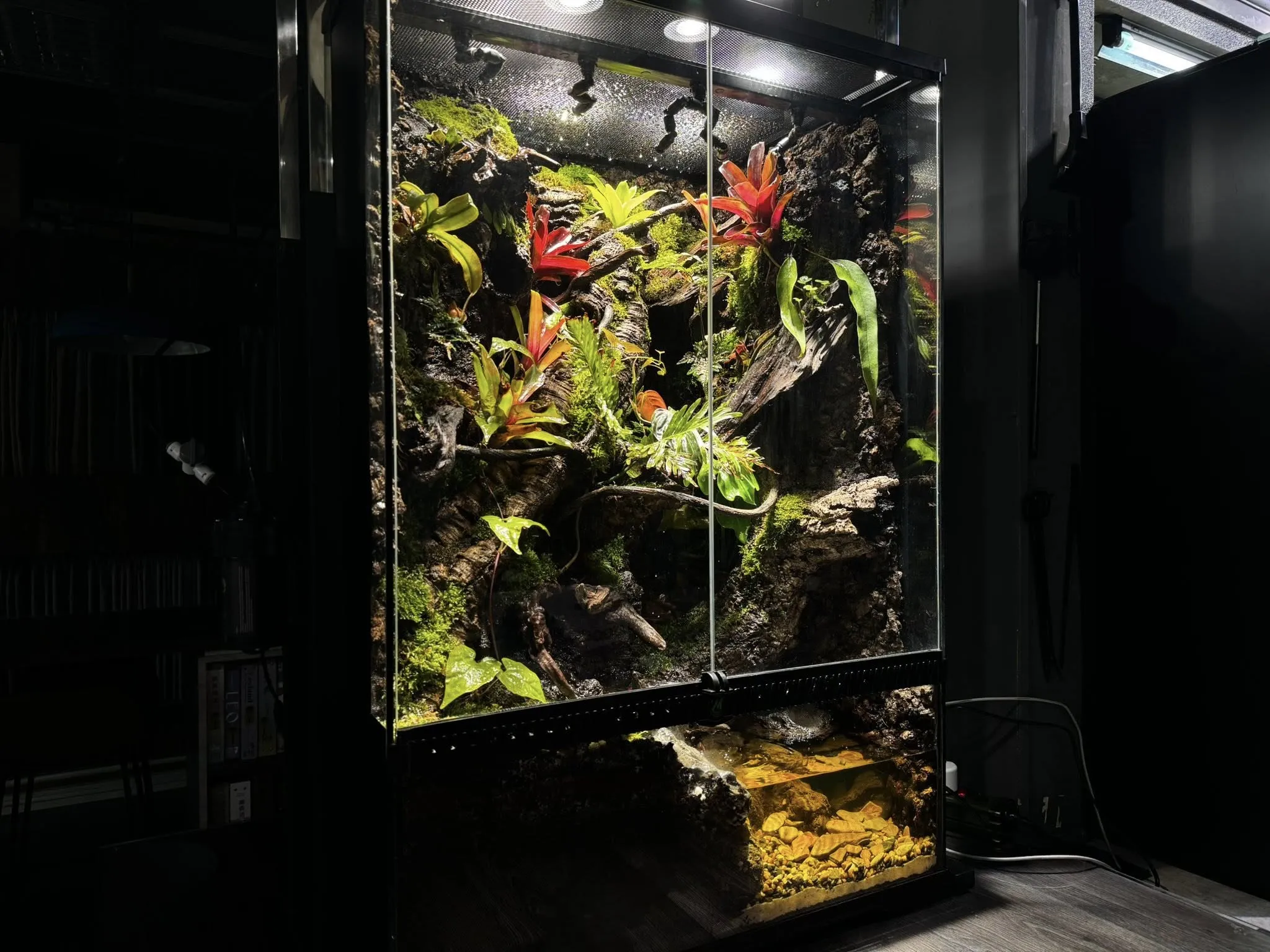 客戶訂製巨人守宮生態雨林缸