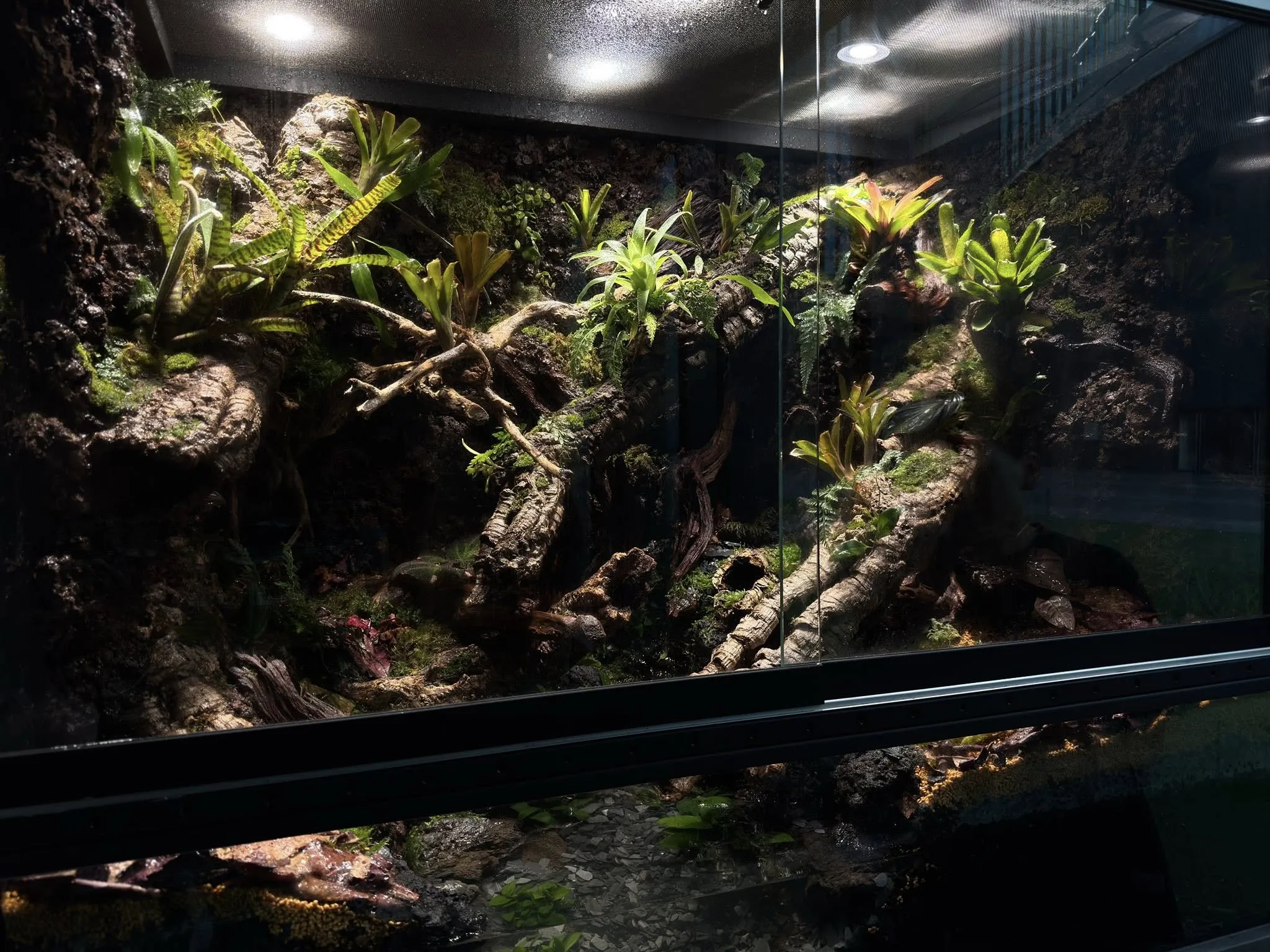 客訂中大型箭毒蛙生態雨林缸