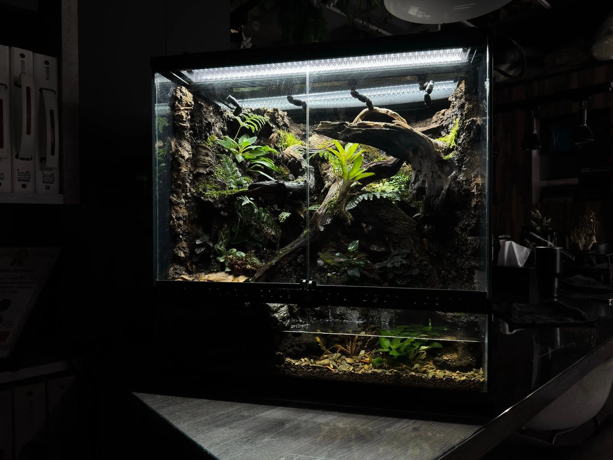 客戶訂製完美比例雨林缸｜幽靜深林：誘發生命最瑰麗的色彩