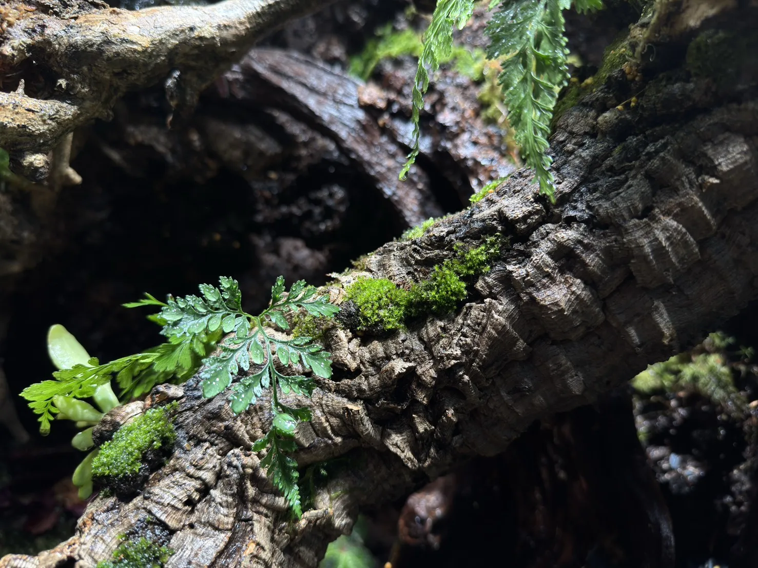 中大型箭毒蛙生態雨林缸(115cm*60cm*100cm)