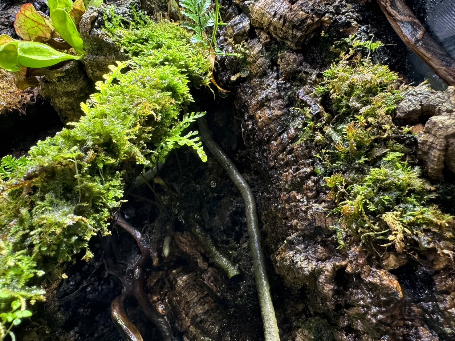 高山南美樹棲雨林缸