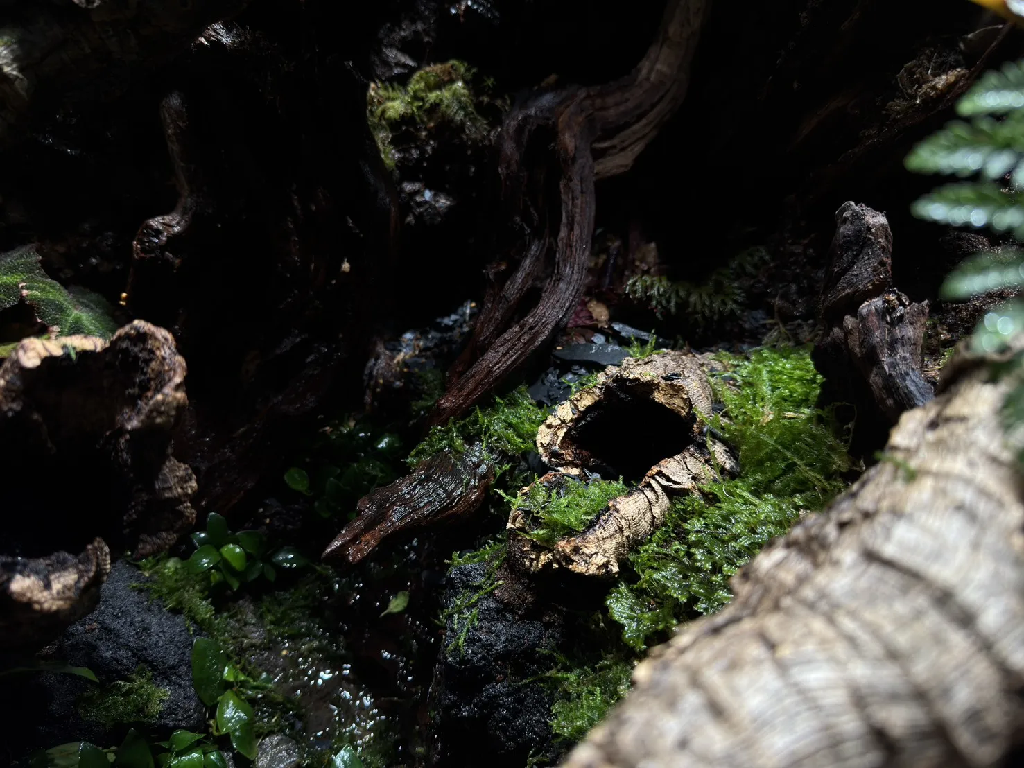 中大型箭毒蛙生態雨林缸(115cm*60cm*100cm)