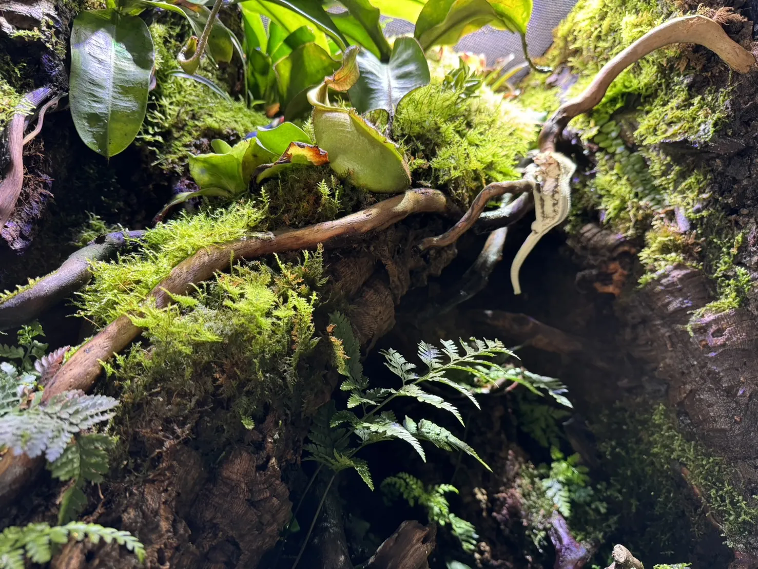 深潭雨林生態缸