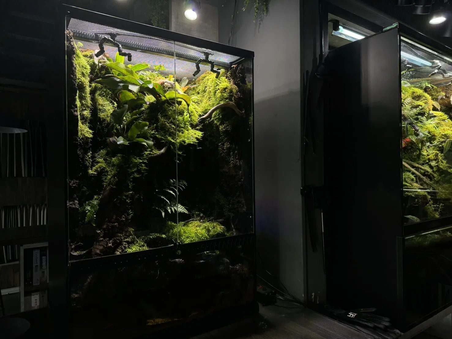 深潭雨林生態缸
