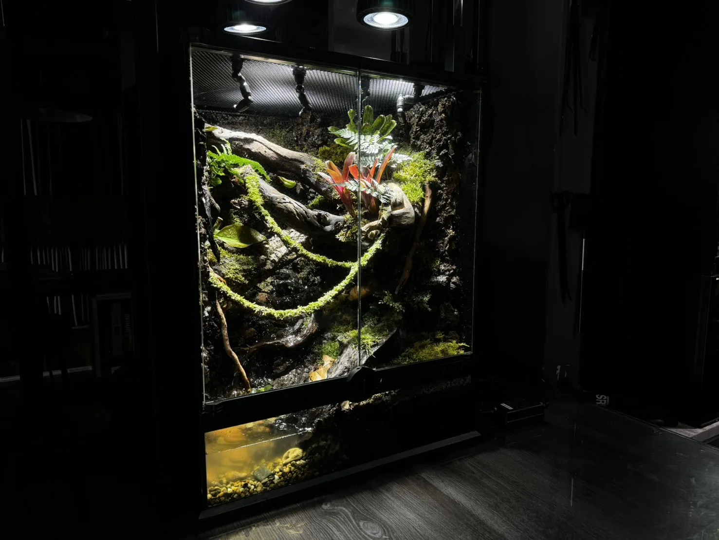 樹棲生態雨林缸