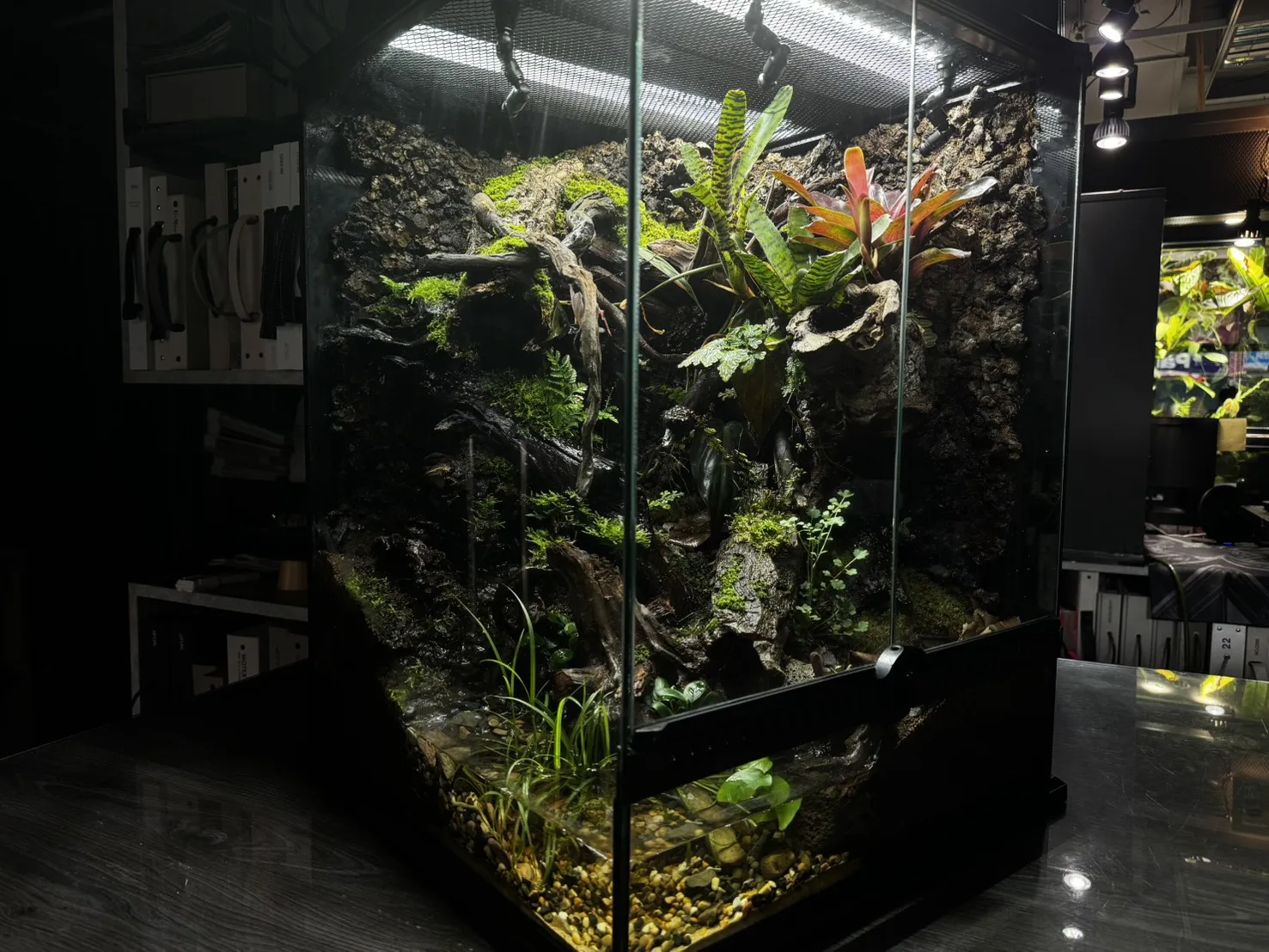 箭毒蛙生態雨林缸(雙面觀賞)(45cm*45cm*60cm)