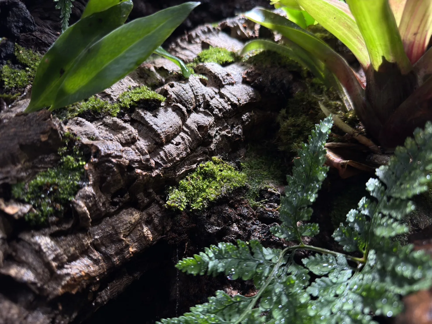 中大型箭毒蛙生態雨林缸(115cm*60cm*100cm)