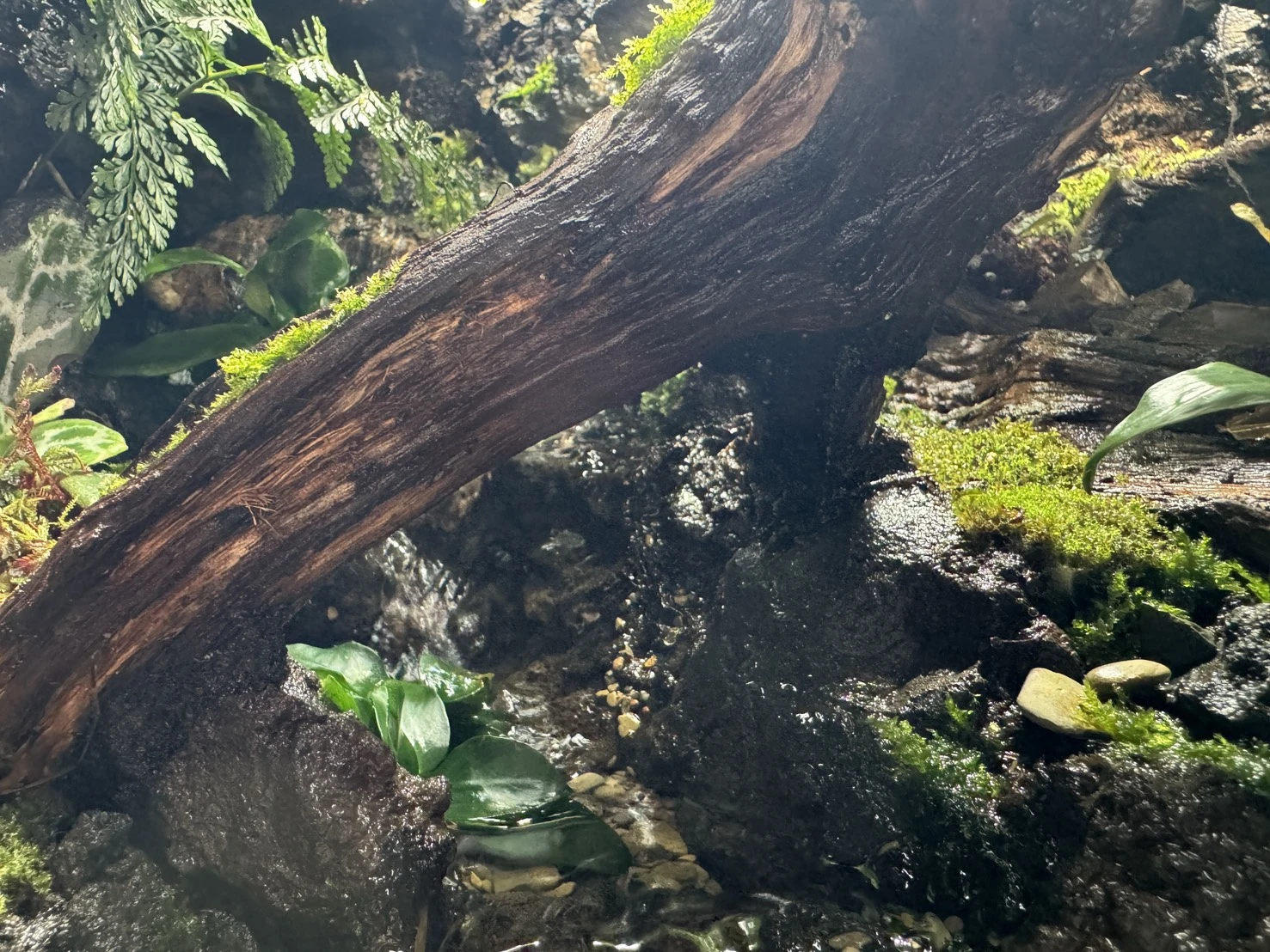 完美比例生態雨林缸(60cm*45cm*60cm)