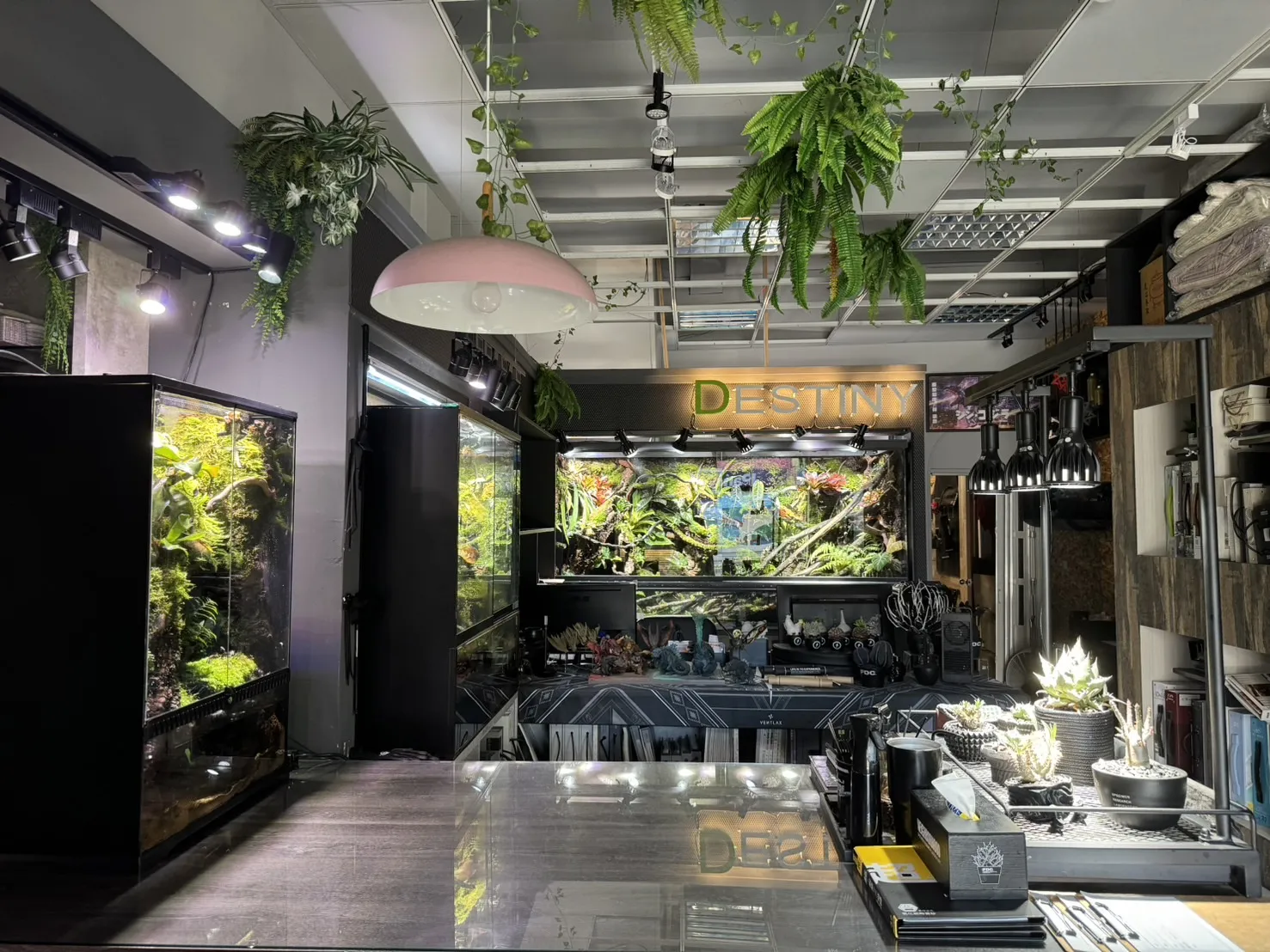 大型變色龍雨林缸