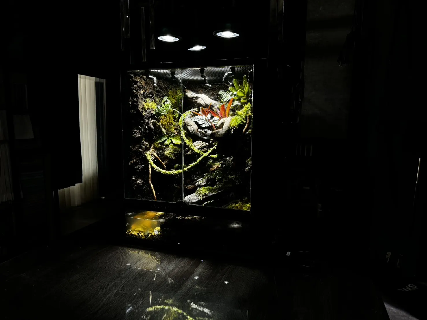 樹棲生態雨林缸