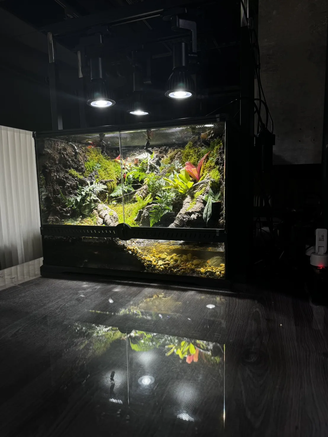 箭毒蛙生態雨林缸(60cm×45cm×45cm)
