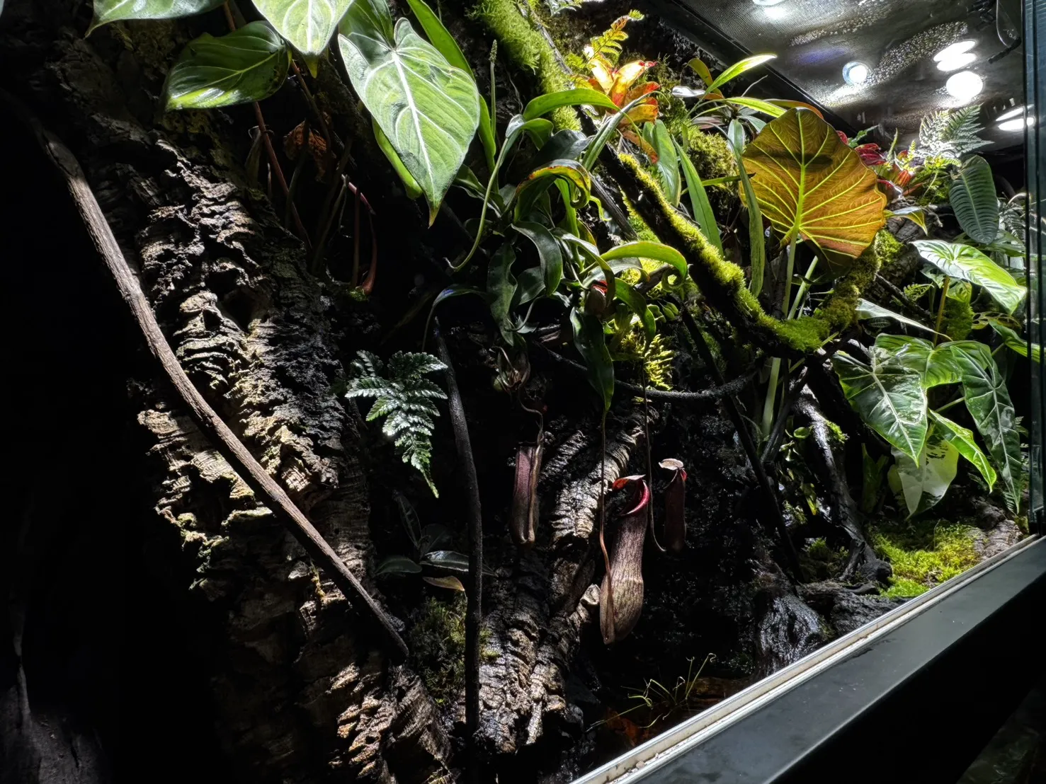 大型生態造景雨林缸(239cm*62cm*120cm)