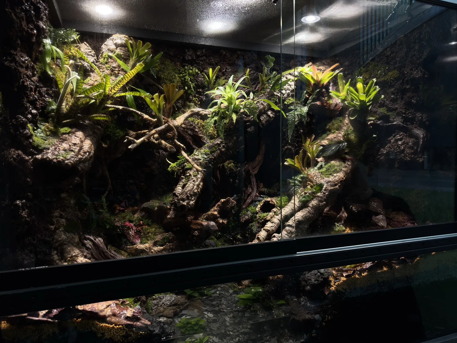 中大型箭毒蛙生態雨林缸(115cm*60cm*100cm)