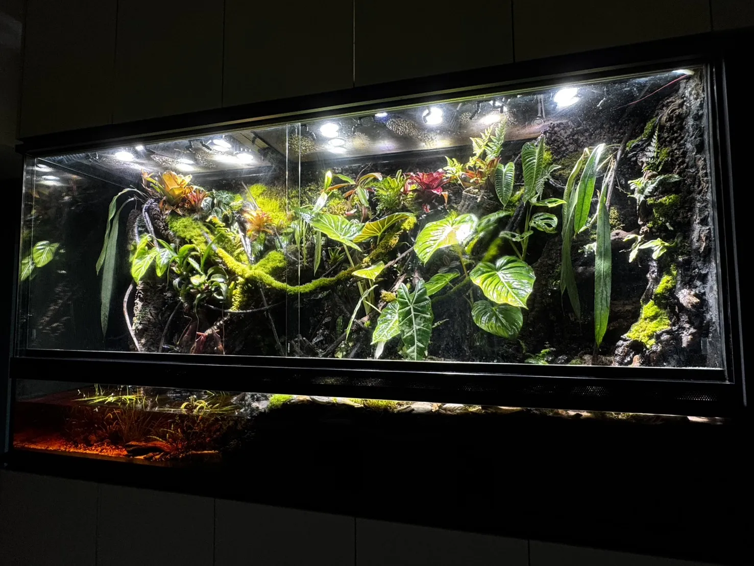 大型生態造景雨林缸(239cm*62cm*120cm)