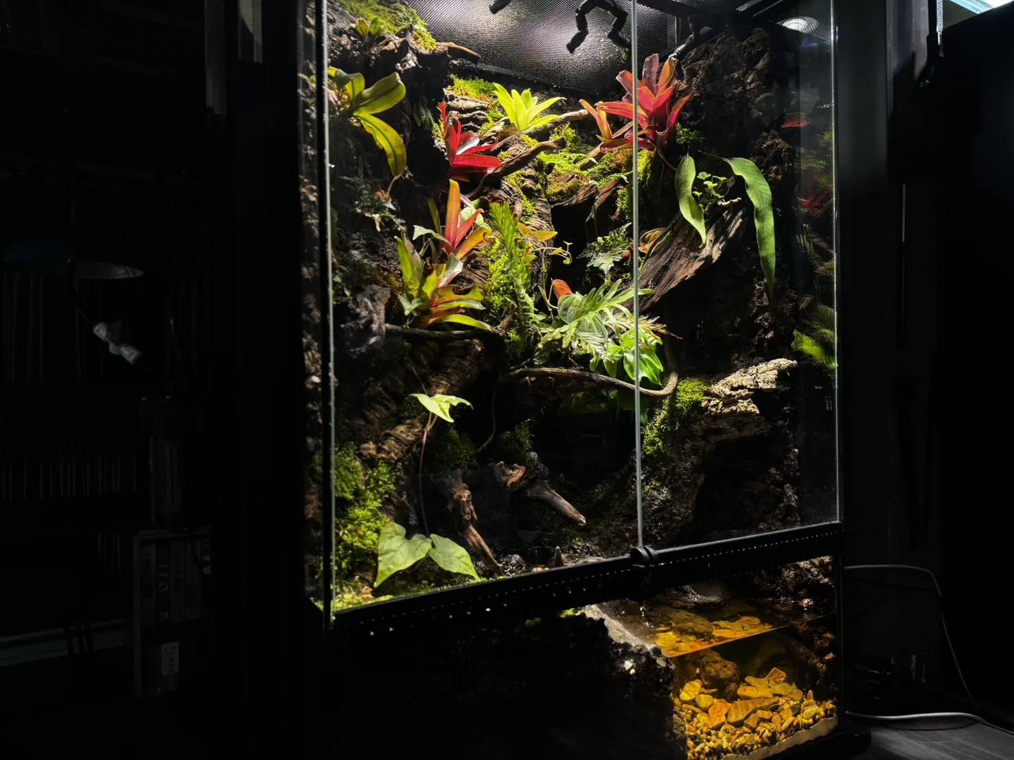 巨人守宮生態雨林缸(60cmx45cmx90cm)