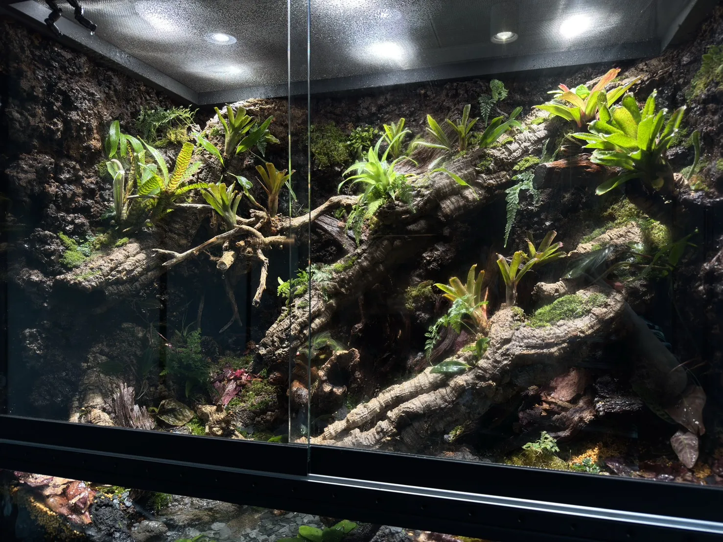 中大型箭毒蛙生態雨林缸(115cm*60cm*100cm)