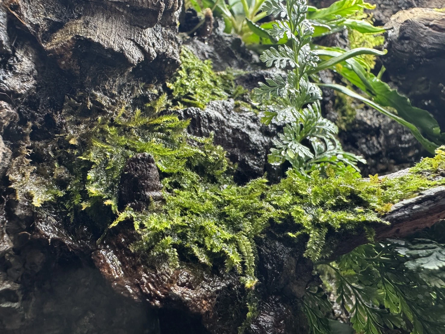 完美比例生態雨林缸(60cm*45cm*60cm)