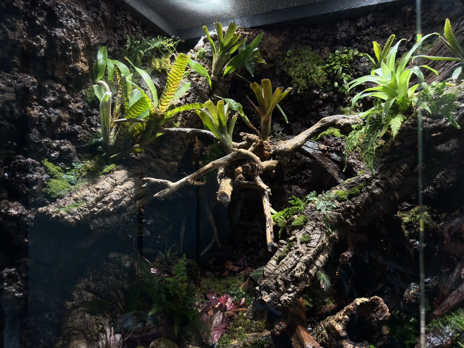 中大型箭毒蛙生態雨林缸(115cm*60cm*100cm)