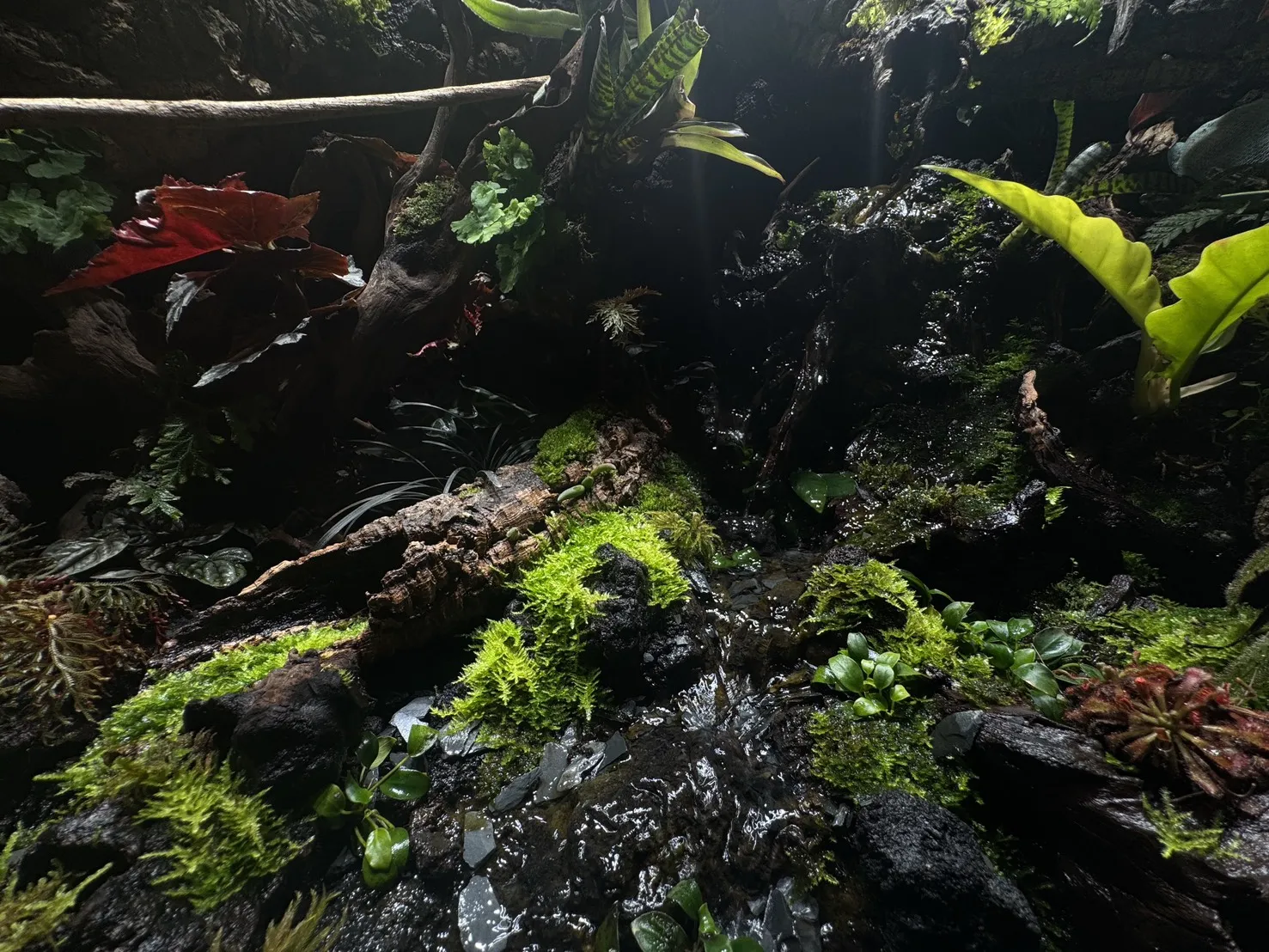 瀑布溪流大型生態雨林造景(167cm*91cm*124cm)