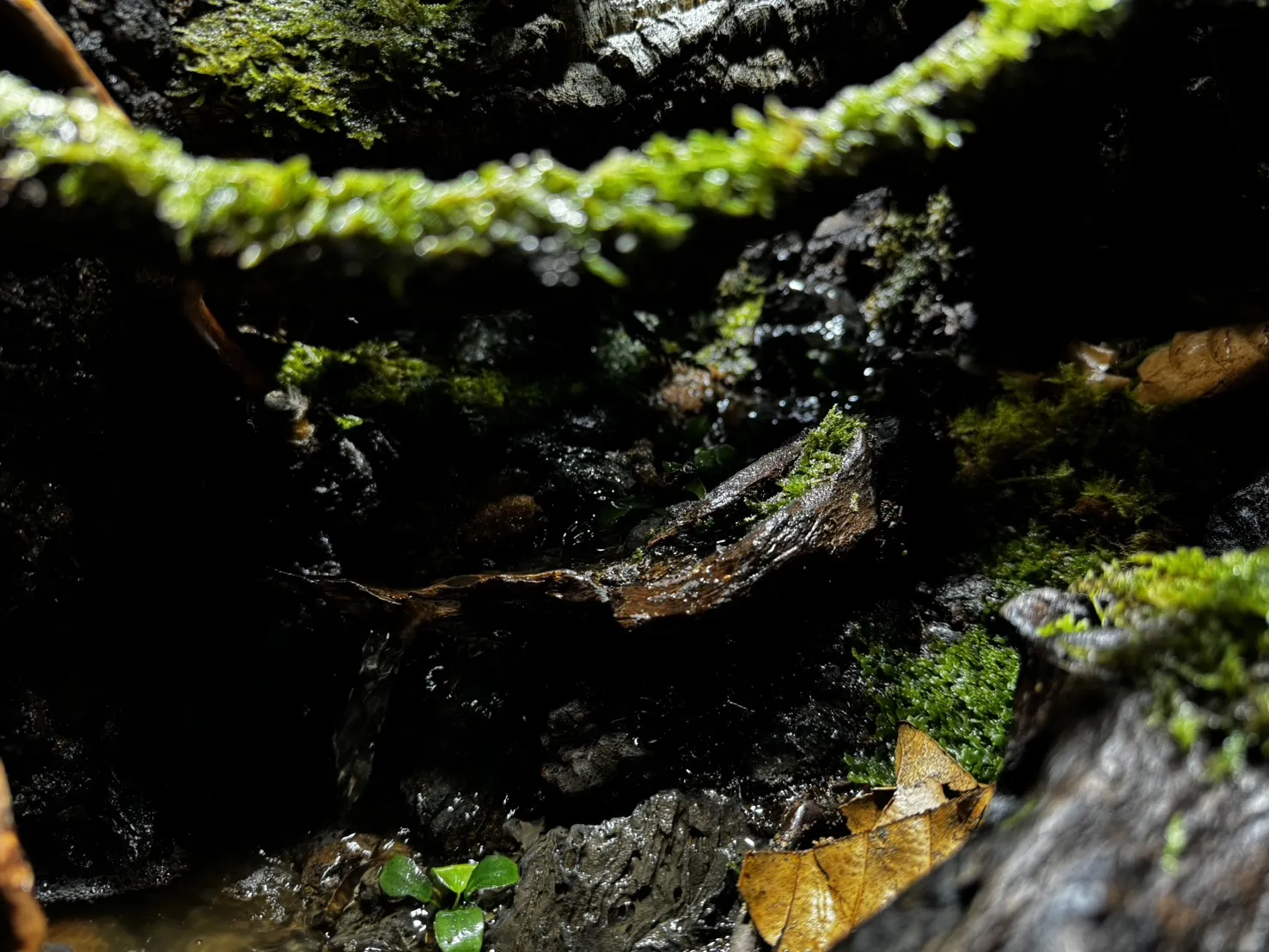樹棲生態雨林缸