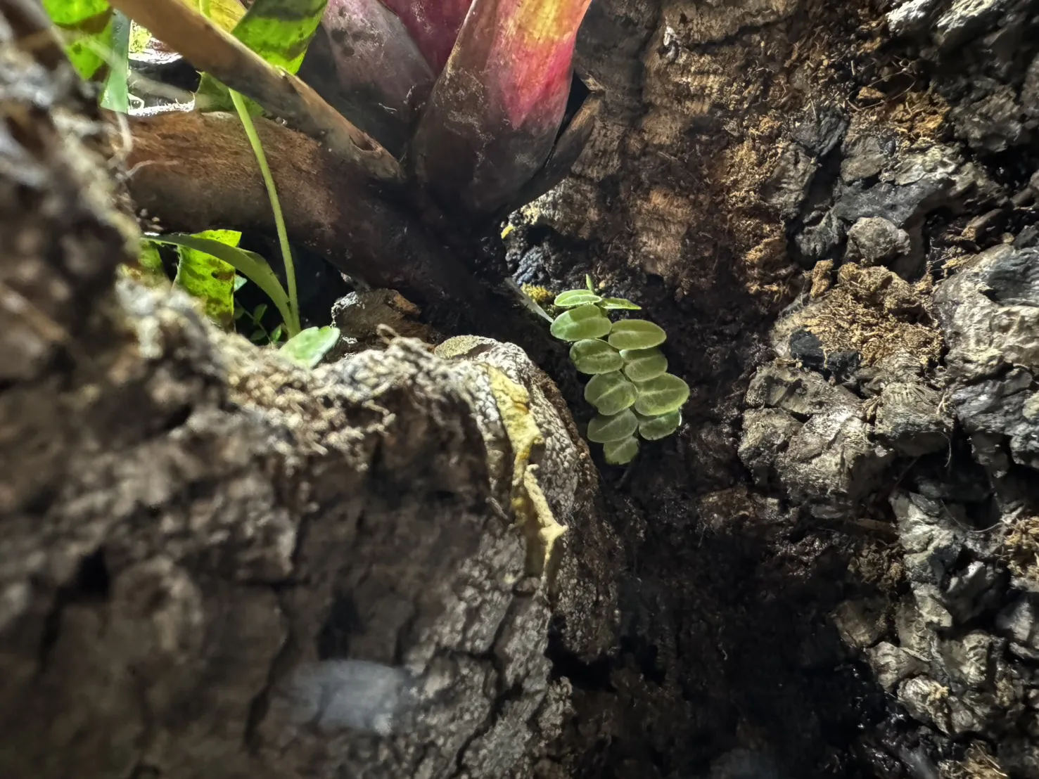 箭毒蛙生態雨林缸(雙面觀賞)(45cm*45cm*60cm)