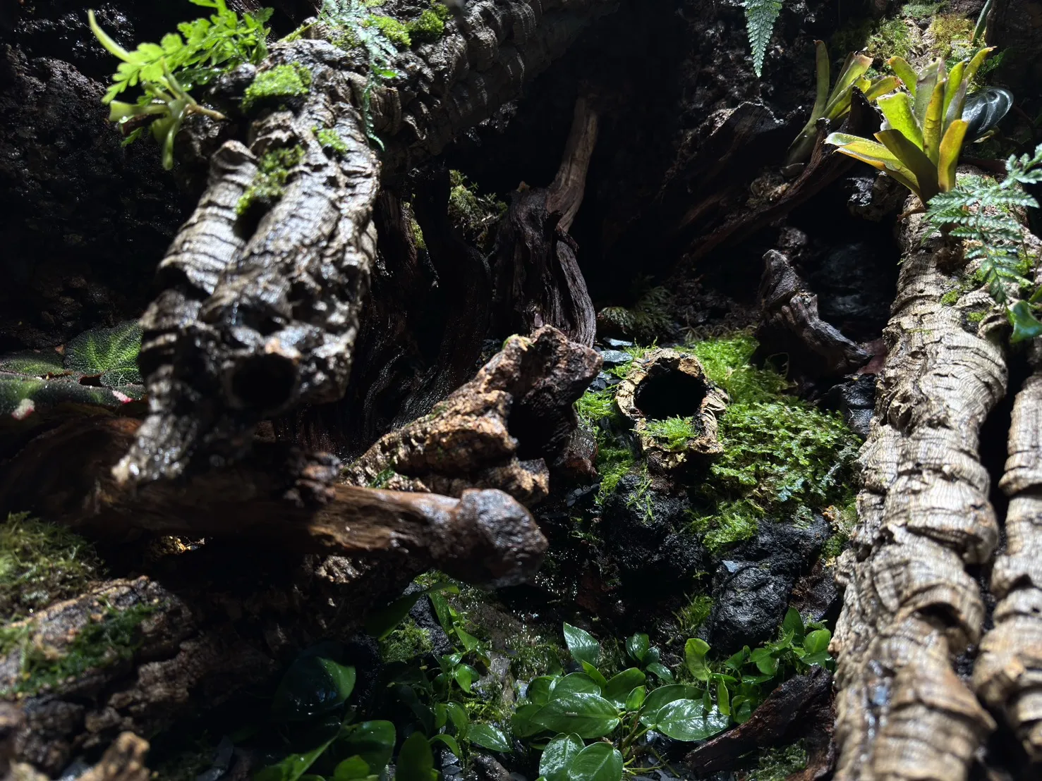 中大型箭毒蛙生態雨林缸(115cm*60cm*100cm)