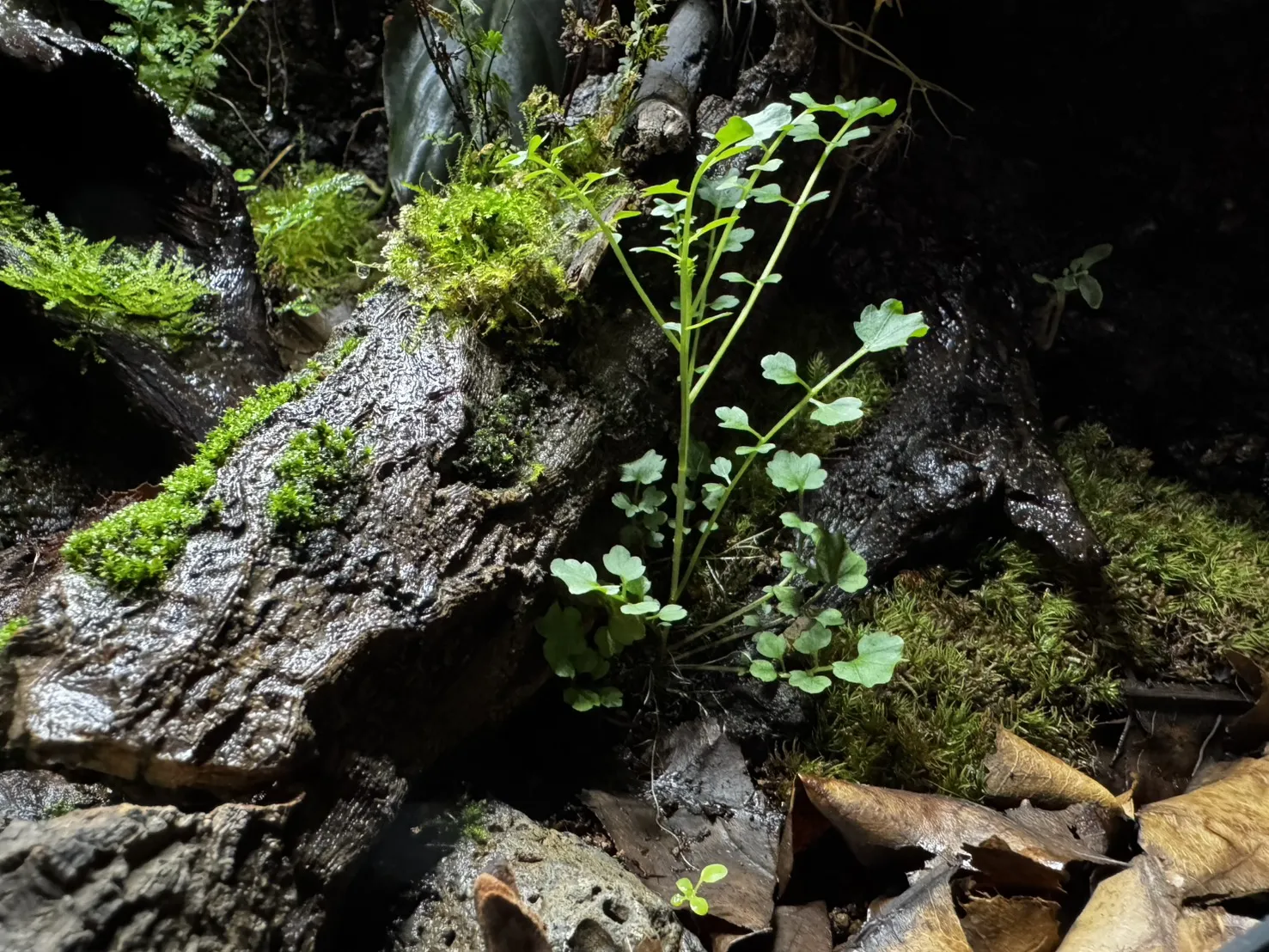 箭毒蛙生態雨林缸(雙面觀賞)(45cm*45cm*60cm)