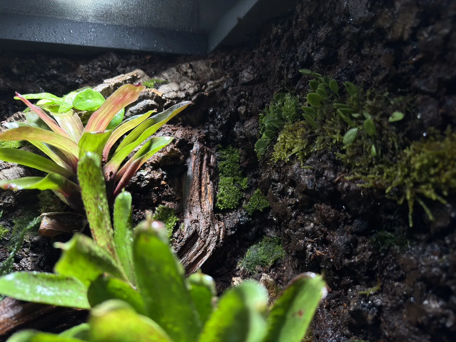 中大型箭毒蛙生態雨林缸(115cm*60cm*100cm)