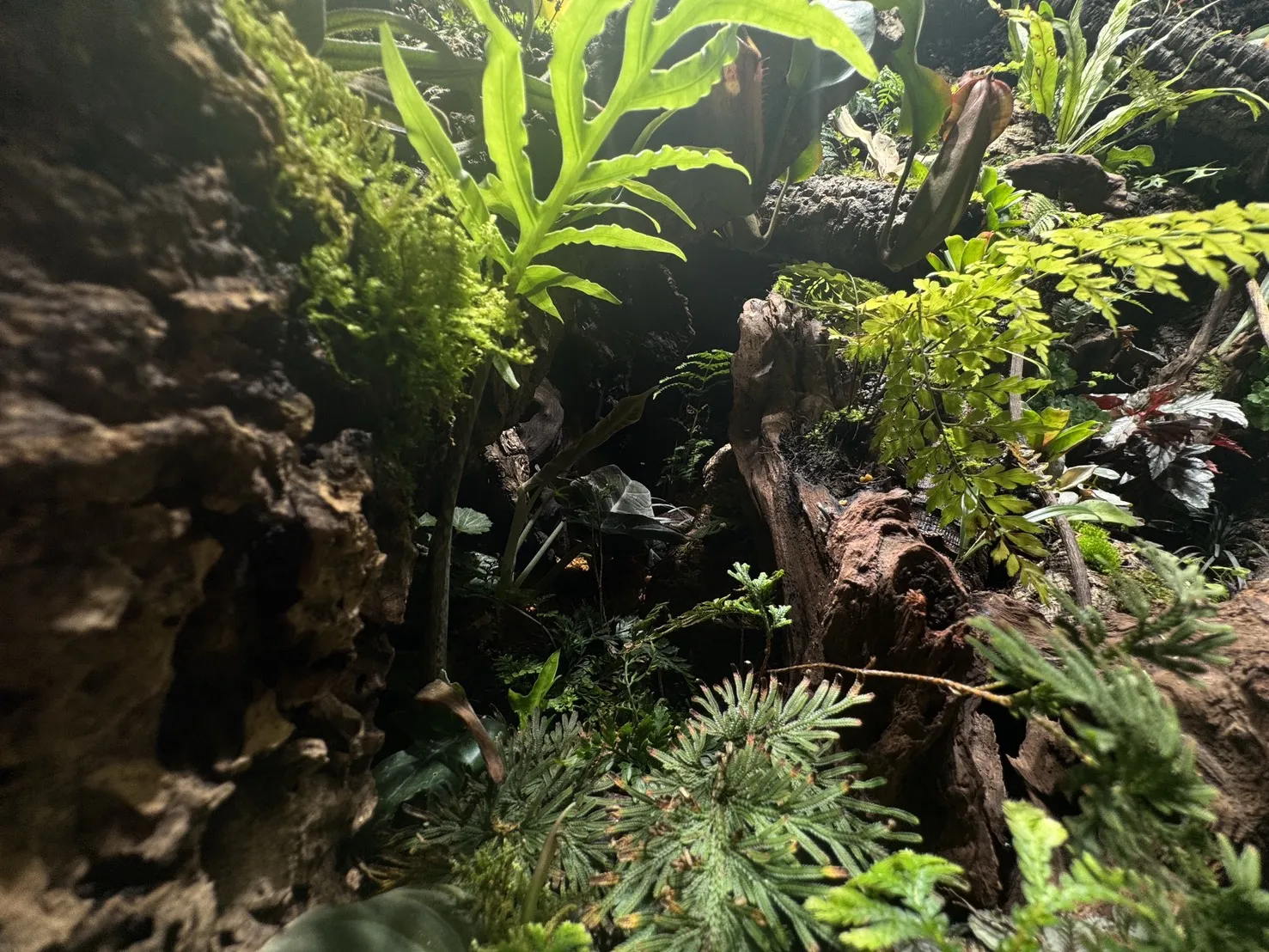 瀑布溪流大型生態雨林造景(167cm*91cm*124cm)