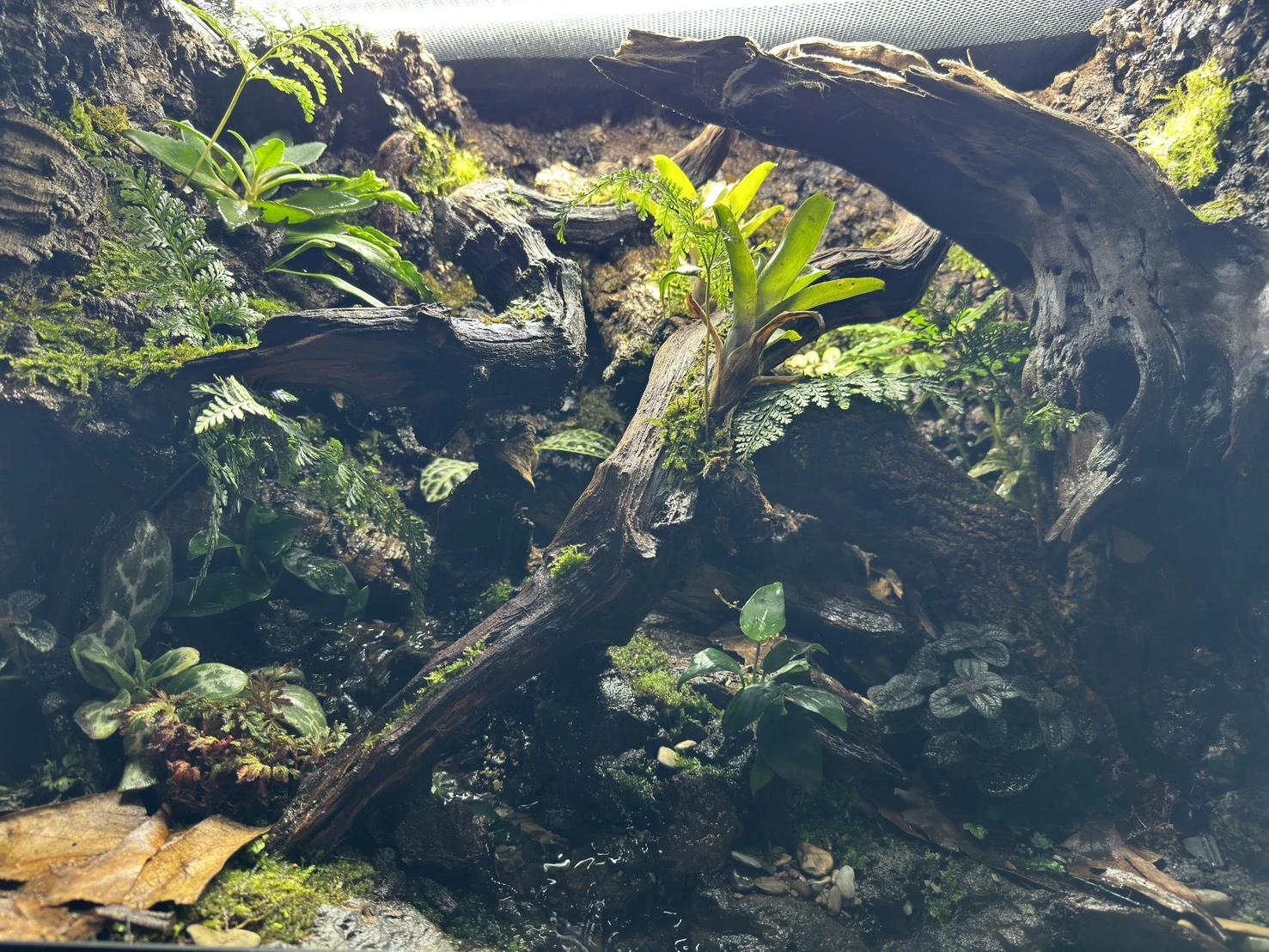 完美比例生態雨林缸(60cm*45cm*60cm)