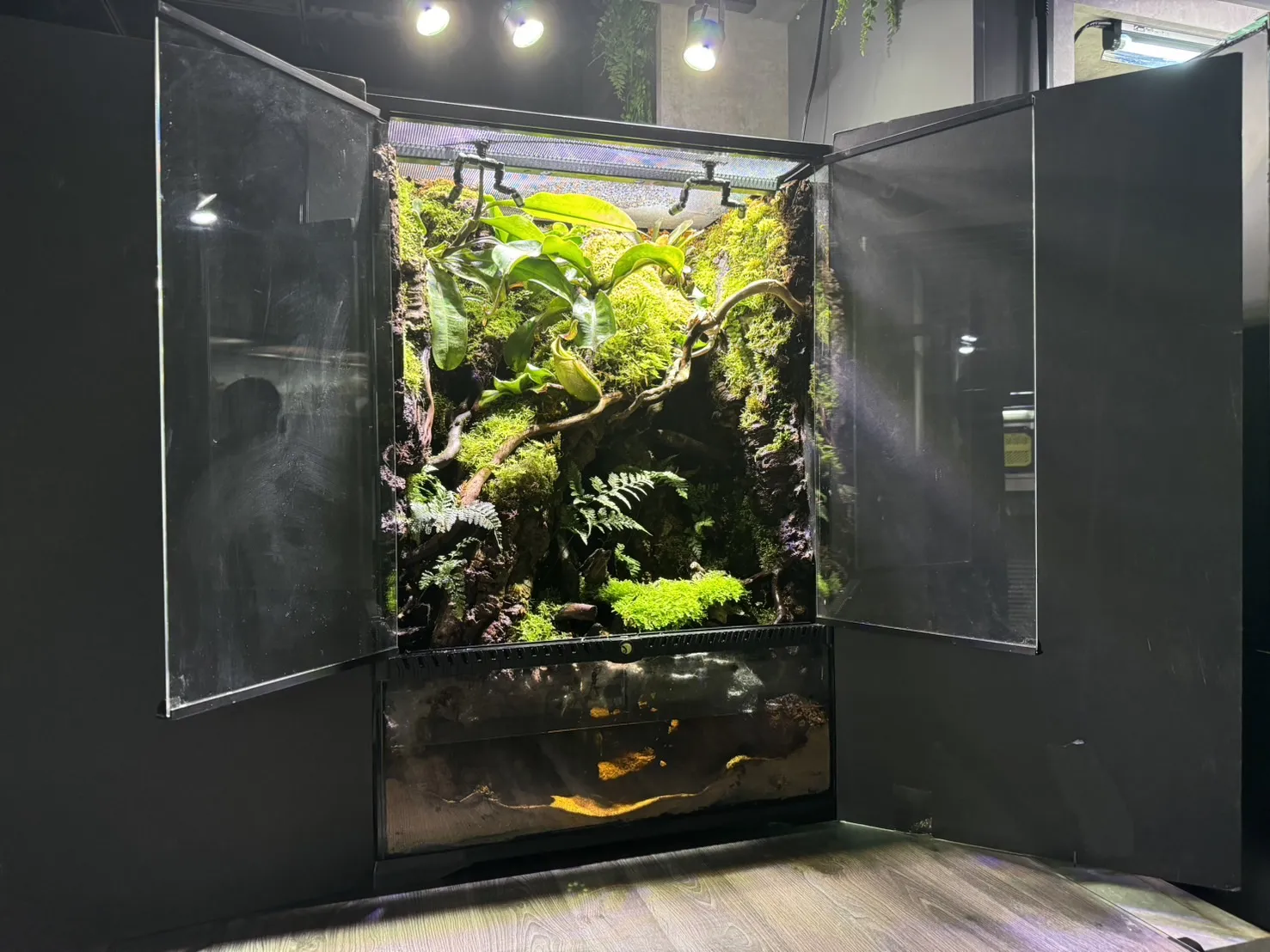 深潭雨林生態缸