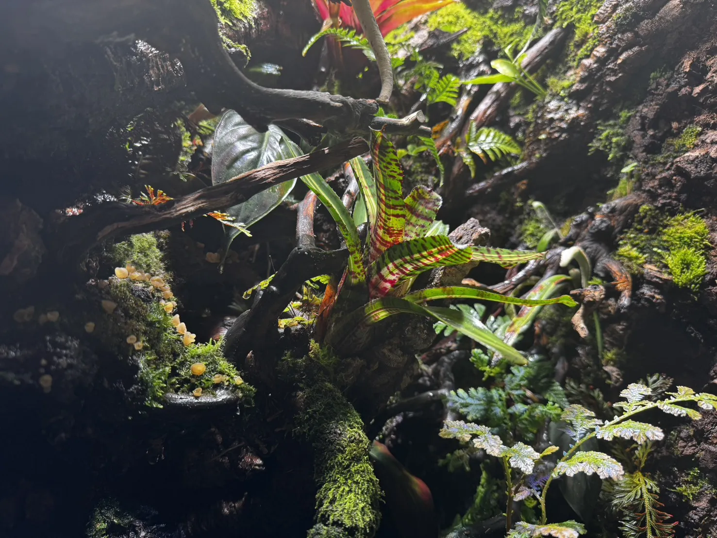 夢幻迷霧森林瀑布生態雨林缸(60cm*45cm*90cm)